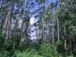 APP plantation Hainan